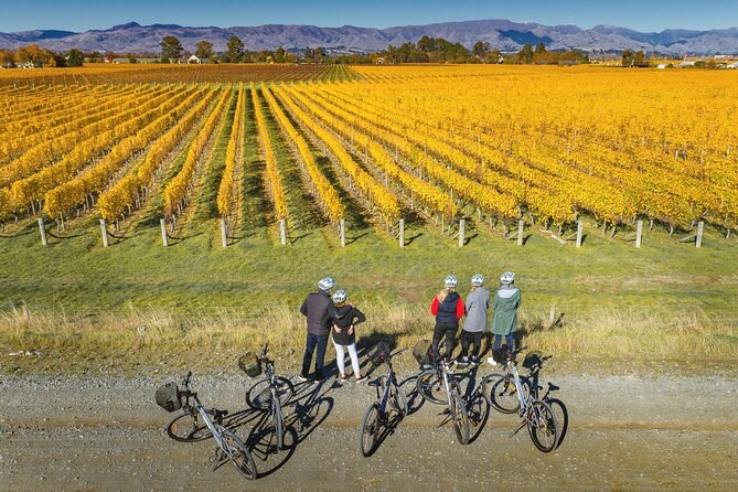 Golden autumn vine rows from above, bicycles parked on the track beside them