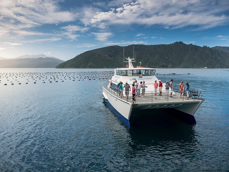 A catamaran crossing calm water past rows of mussel-farm floats