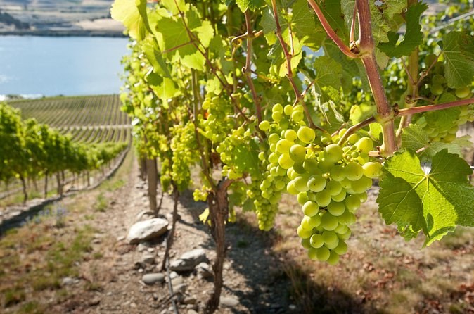 Bunches of pale green grapes hanging on the vine in the sun