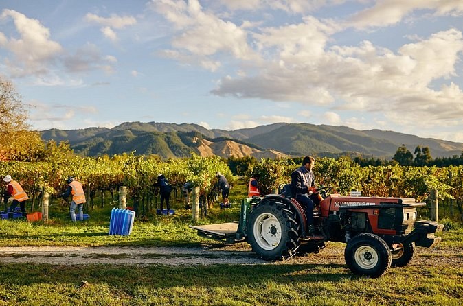 Harvest in a vineyard, pickers along the rows and a tractor with its trailer