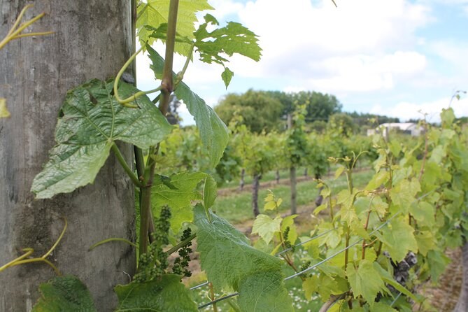 Young vine leaves climbing a post, the rows running on behind