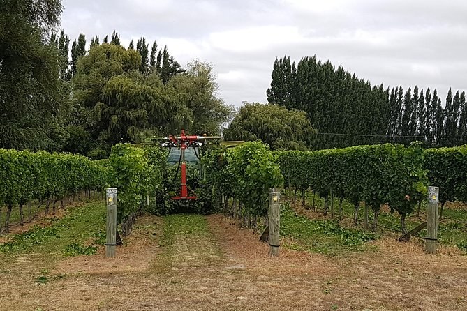 A tractor working between tall vine rows, poplars behind