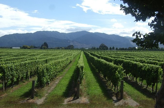 Rows of vines under a wide sky, a dark mountain range along the horizon