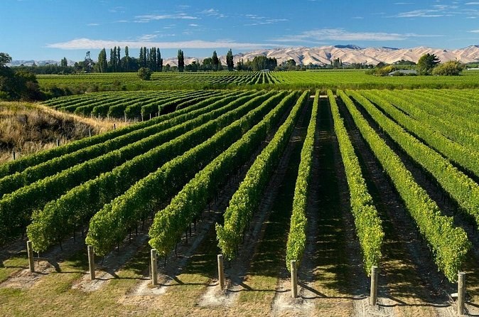 Long green vine rows seen from above, poplars and bare hills on the skyline