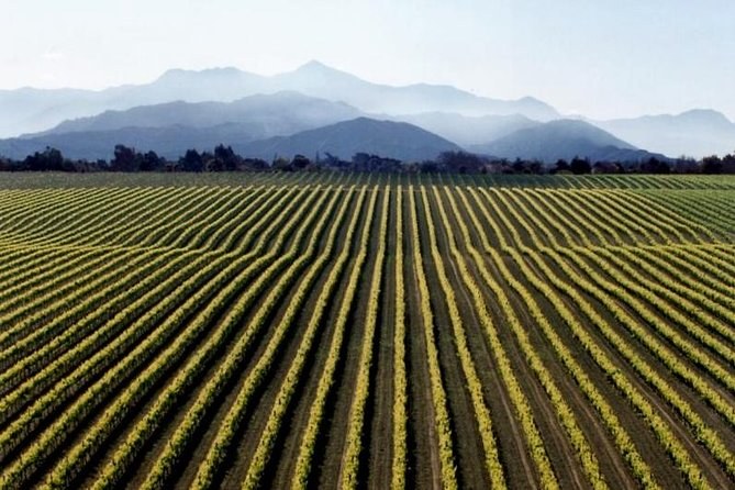 Straight vine rows running to a range of blue mountains in morning haze