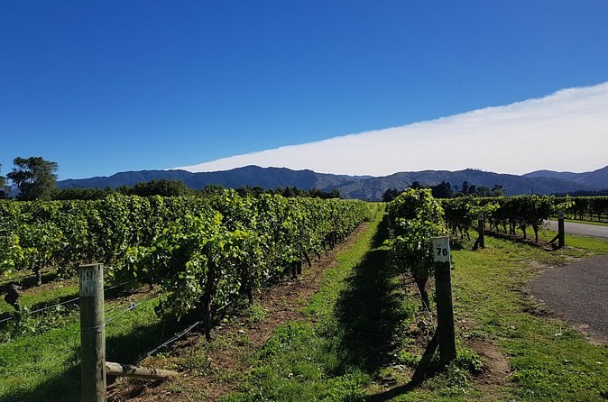 Vines and their posts under a deep blue sky, a band of cloud over the hills