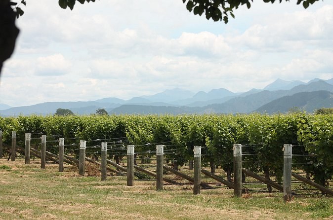 Vineyard posts in a line across a paddock, jagged peaks in the distance