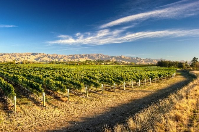 A dirt track curving beside a vineyard, dry golden hills under a streaked sky