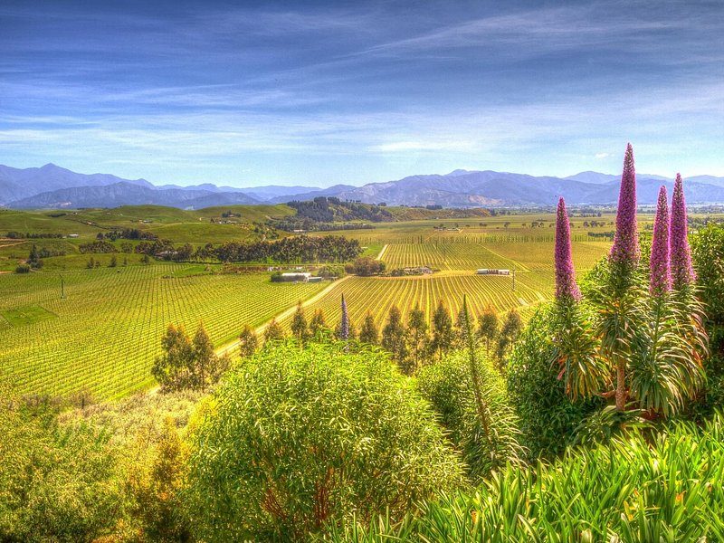 A valley floor of vineyards seen past tall purple flower spires