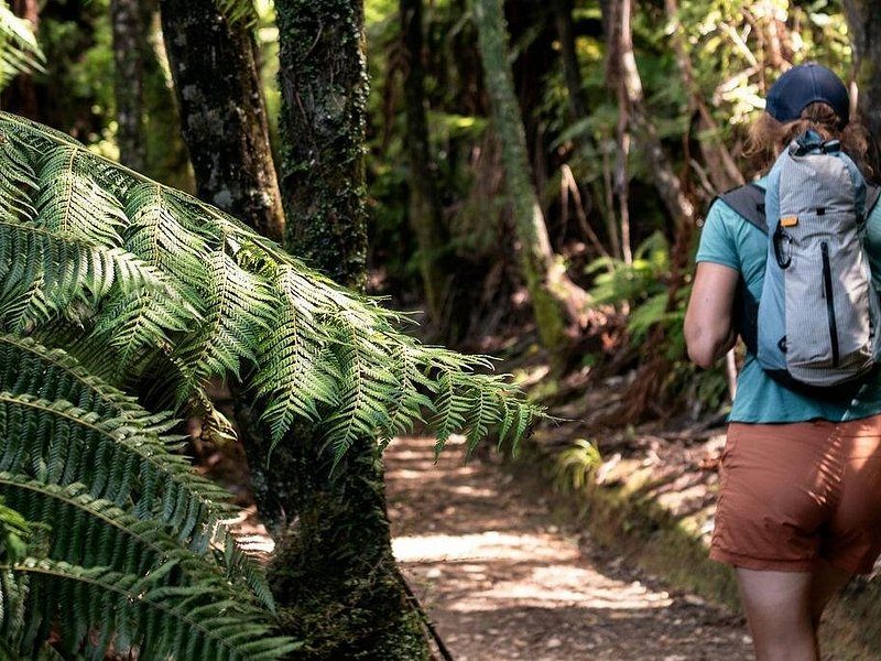 A walker seen from behind on a forest track lined with tree ferns