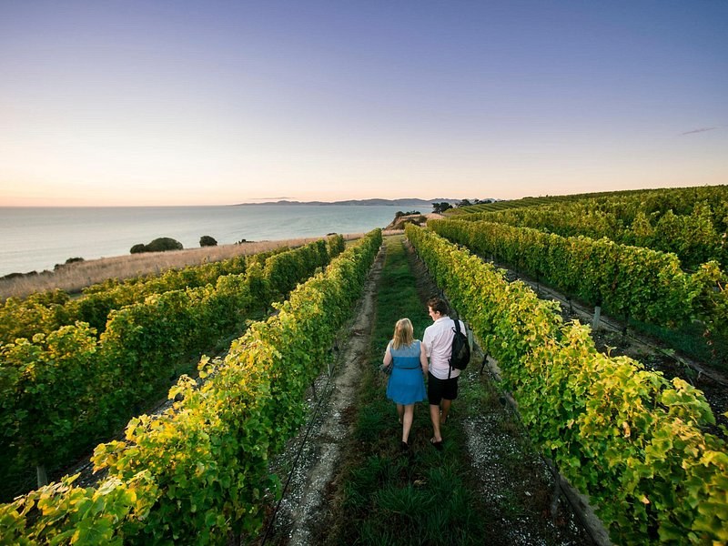 Two walkers seen from behind between vine rows, the sea beyond the slope